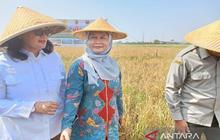 Fakta Unik: Harga Pupuk Subsidi di Pekalongan Turun 20%, Petani Siap Garap Lahan!