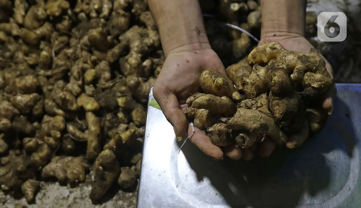 Pedagang menunjukkan jahe dagangannya di Pasar Induk Kramat Jati, Jakarta, Kamis (5/3/2020). Harga jahe mengalami kenaikan dari Rp25 ribu perkilogram kini dibanderol Rp35 ribu karena dipercaya mampu menangkal penyebaran virus corona Covid-19 yang sudah masuk Indonesia. (Liputan6.com/Herman Zakharia)