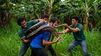 Apa yang Harus Dilakukan Jika Melihat Ular Piton di Kebun? Hati-hati Dililit