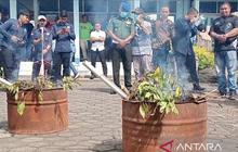 TNGGP Pastikan Tanaman Khat Ditemukan di Luar Kawasan Taman Nasional, Patroli Diperketat