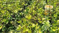 Petani Kacang Hijau. Dok Kementan