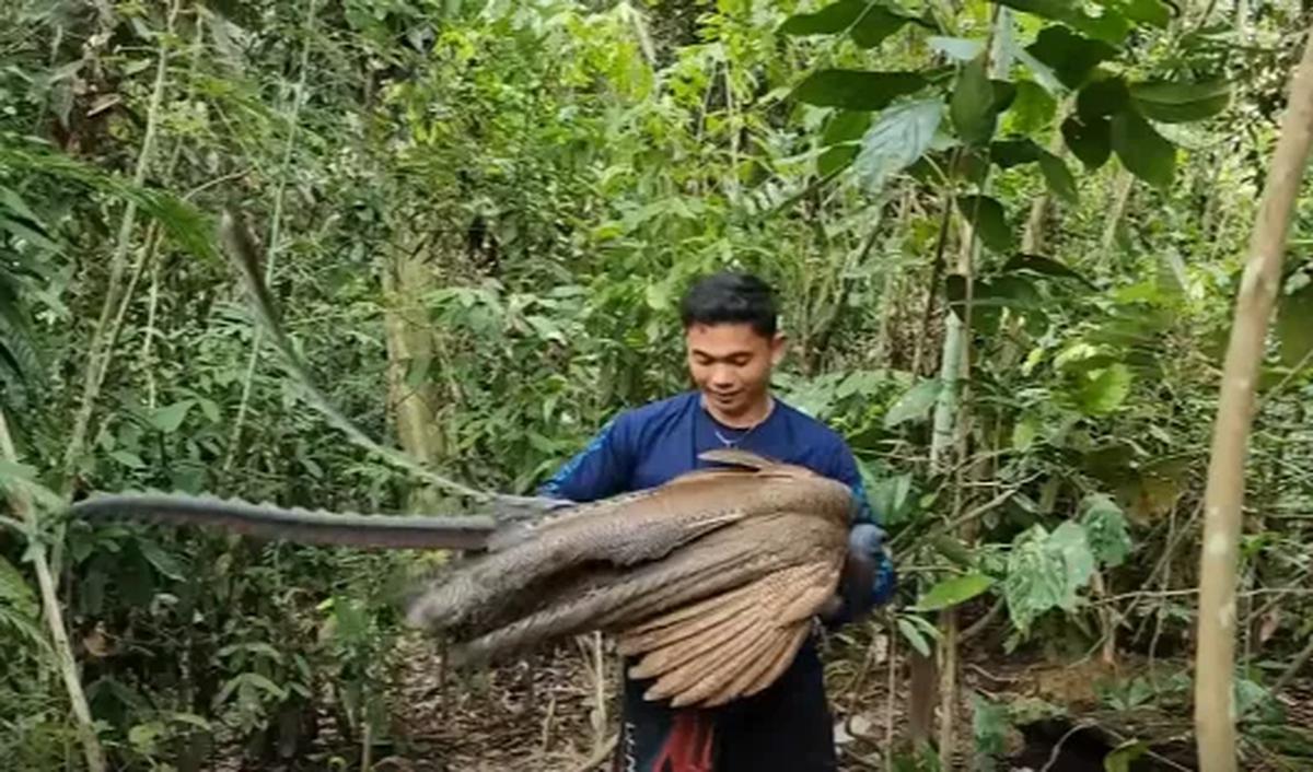 b. Bisa Mendeteksi Gempa Bumi<br>