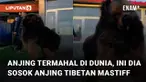 Anjing berjenis Tibetan Mastiff ini salah satu jenis anjing yang mempunyai harga sangat mahal