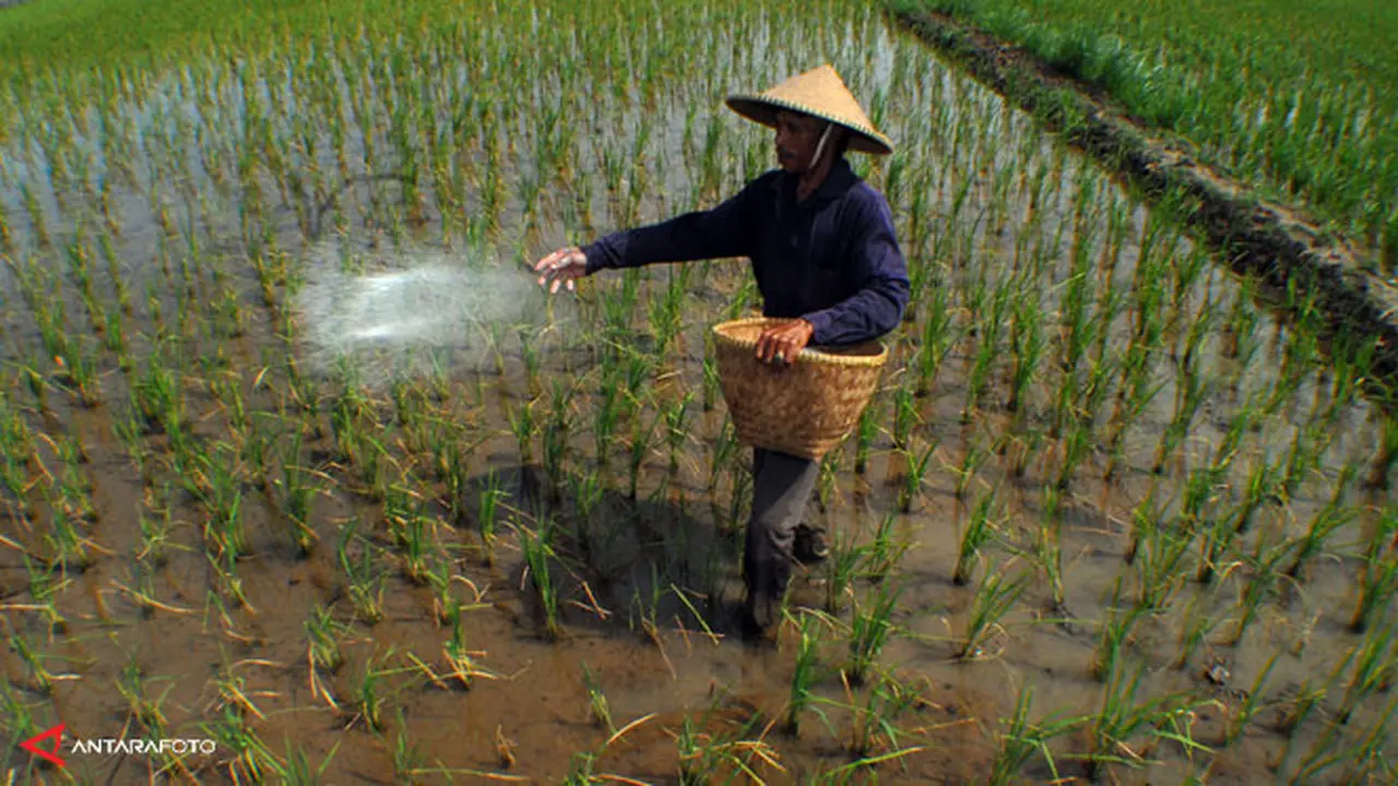 petani-131206b.jpg