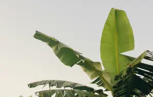 Cara Menyimpan Daun Pisang agar Tetap Lentur untuk Berbagai Kebutuhan Masakan