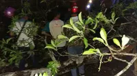 Pohon Jati Timpa Minibus di Blora