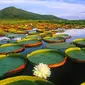 Salah satu spesies teratai yang sangat besar adalah teratai yang dikenal dengan nama Giant Water Lily 