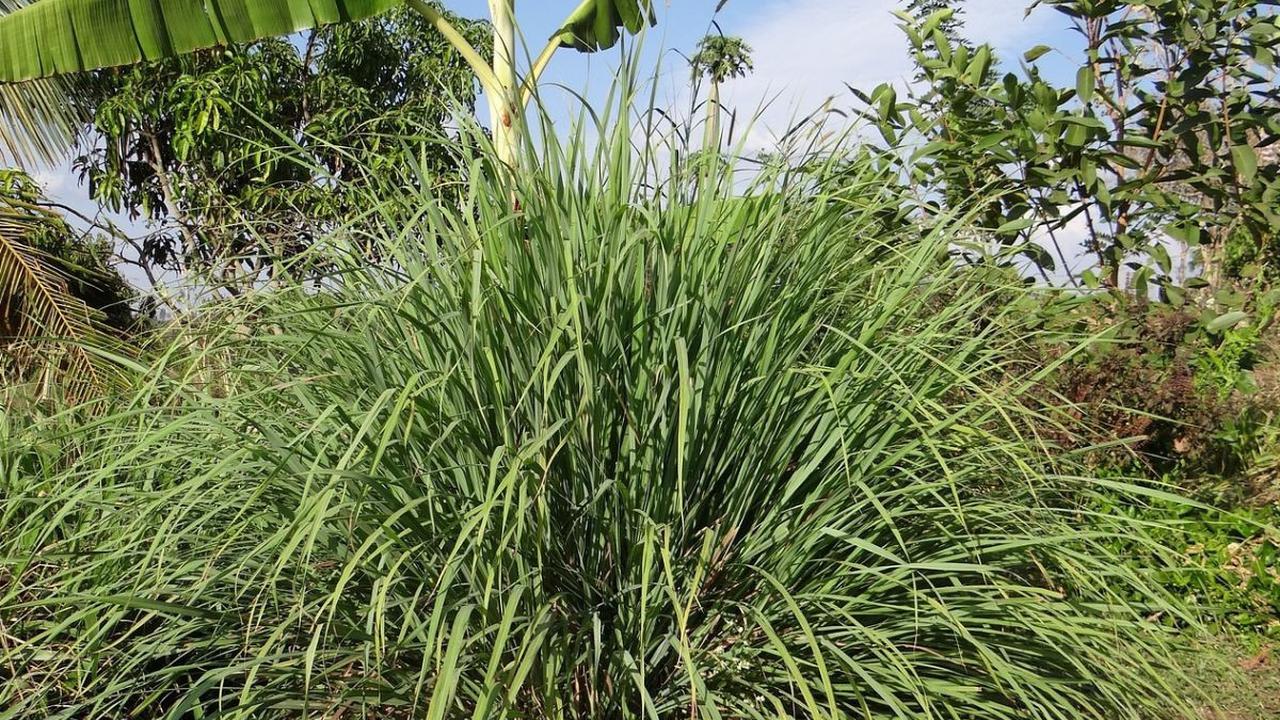 Mengenal Kembang Sereh
