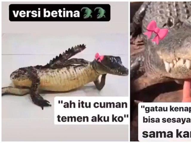10 Meme Buaya Darat Versi Betina Ala Netizen Ini Bikin Geleng Kepala Hot Liputan6 Com Namun tahukah kamu bahwa buaya sebenarnya tergolong. 10 meme buaya darat versi betina ala