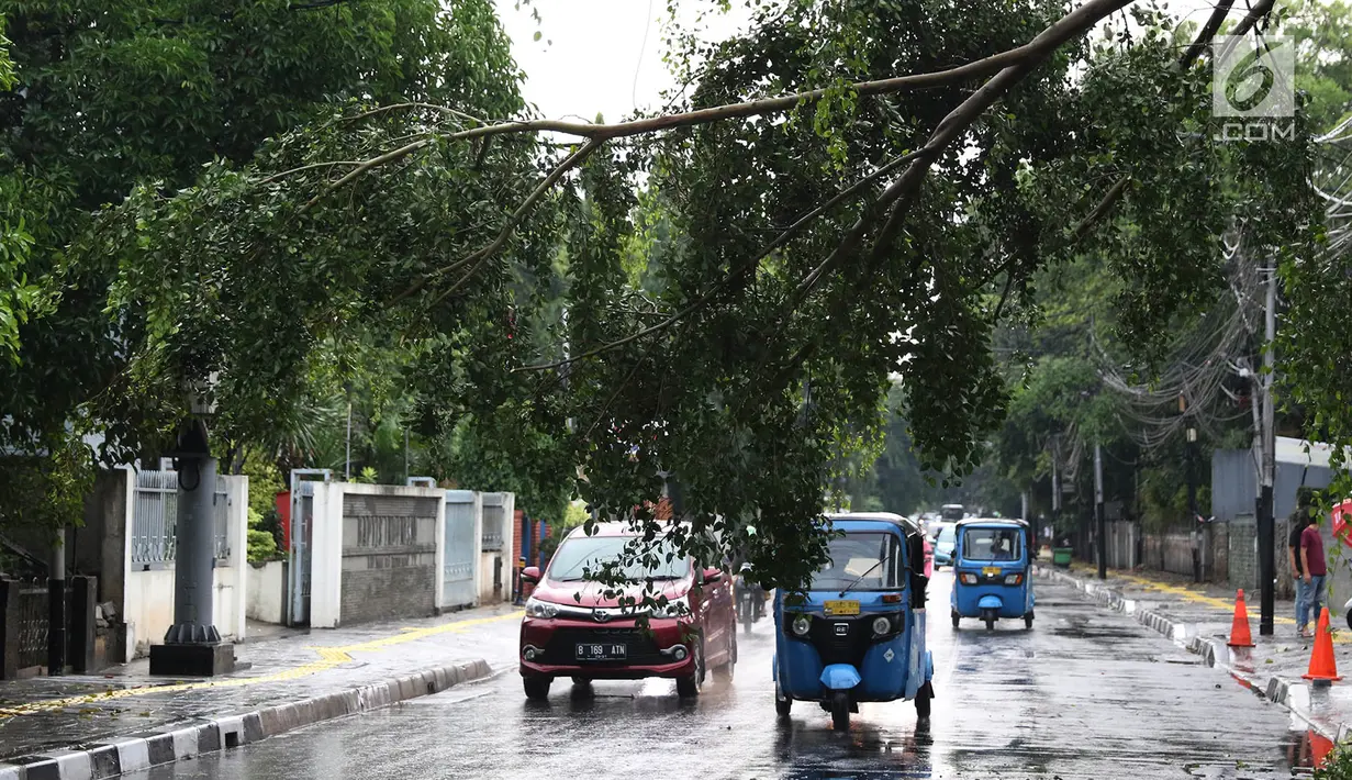 Pengendara menghindari pohon tumbang yang menutupi sebagian jalan di kawasan Cikini, Jakarta, Kamis (22/11). Hujan deras disertai angin kencang  melanda Ibukota pada Kamis (22/11) sore. (Liputan6.com/Immanuel Antonius)