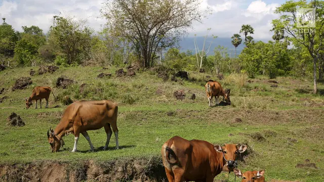 Gunung Agung