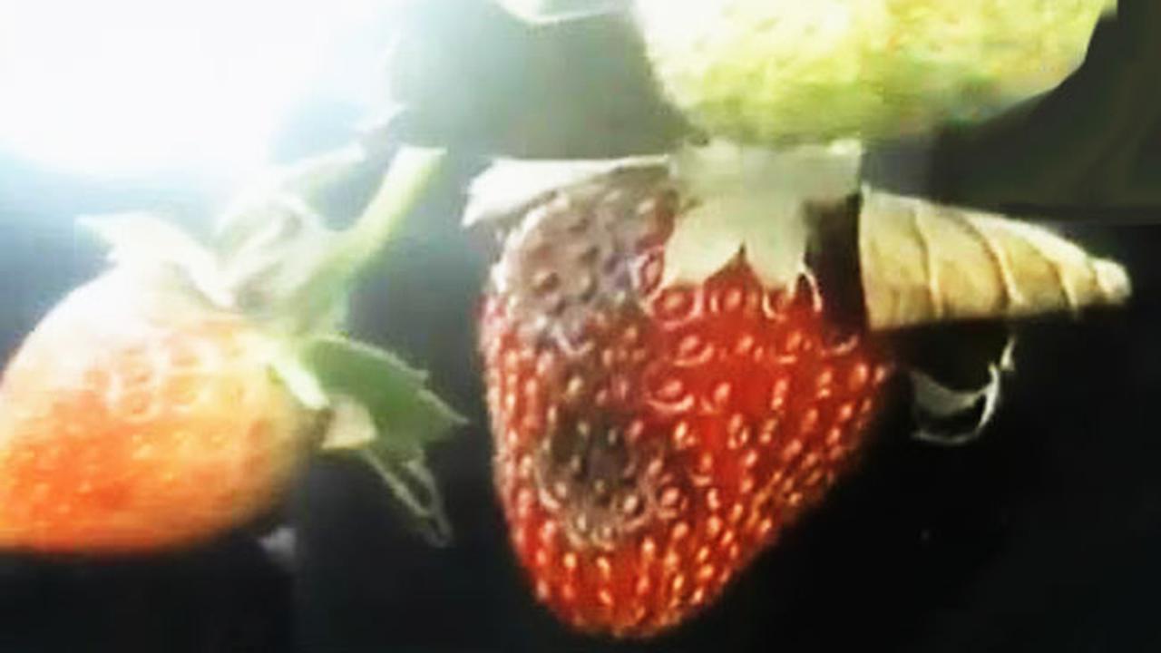 Segmen 2: Lahan Strawberry Rusak hingga Pendiri Kampung Migran
