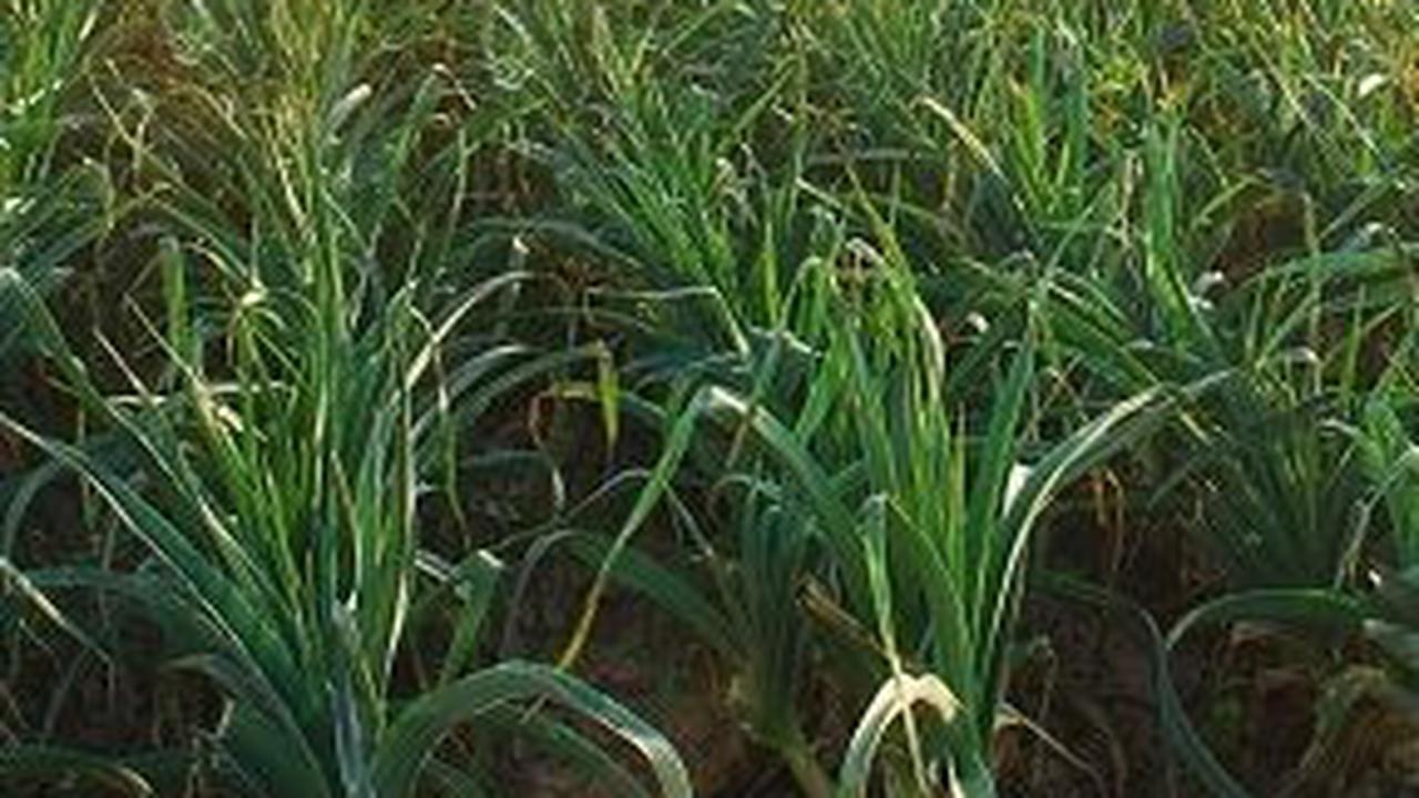 3. Daun Bawang<br>