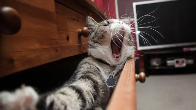 Kucing Tidur