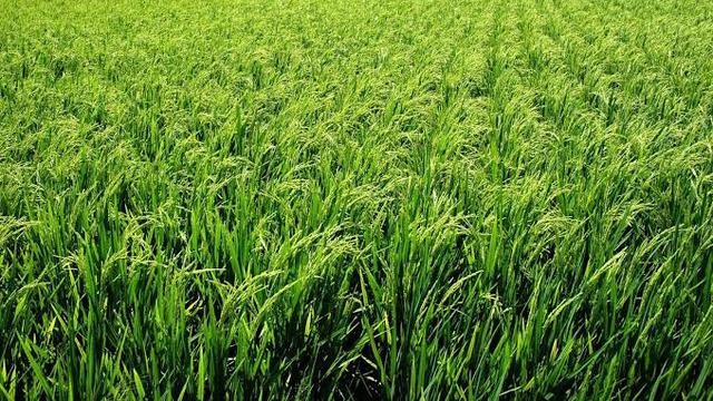 Ilustrasi lahan pertanian di Banyuwangi (Istimewa)