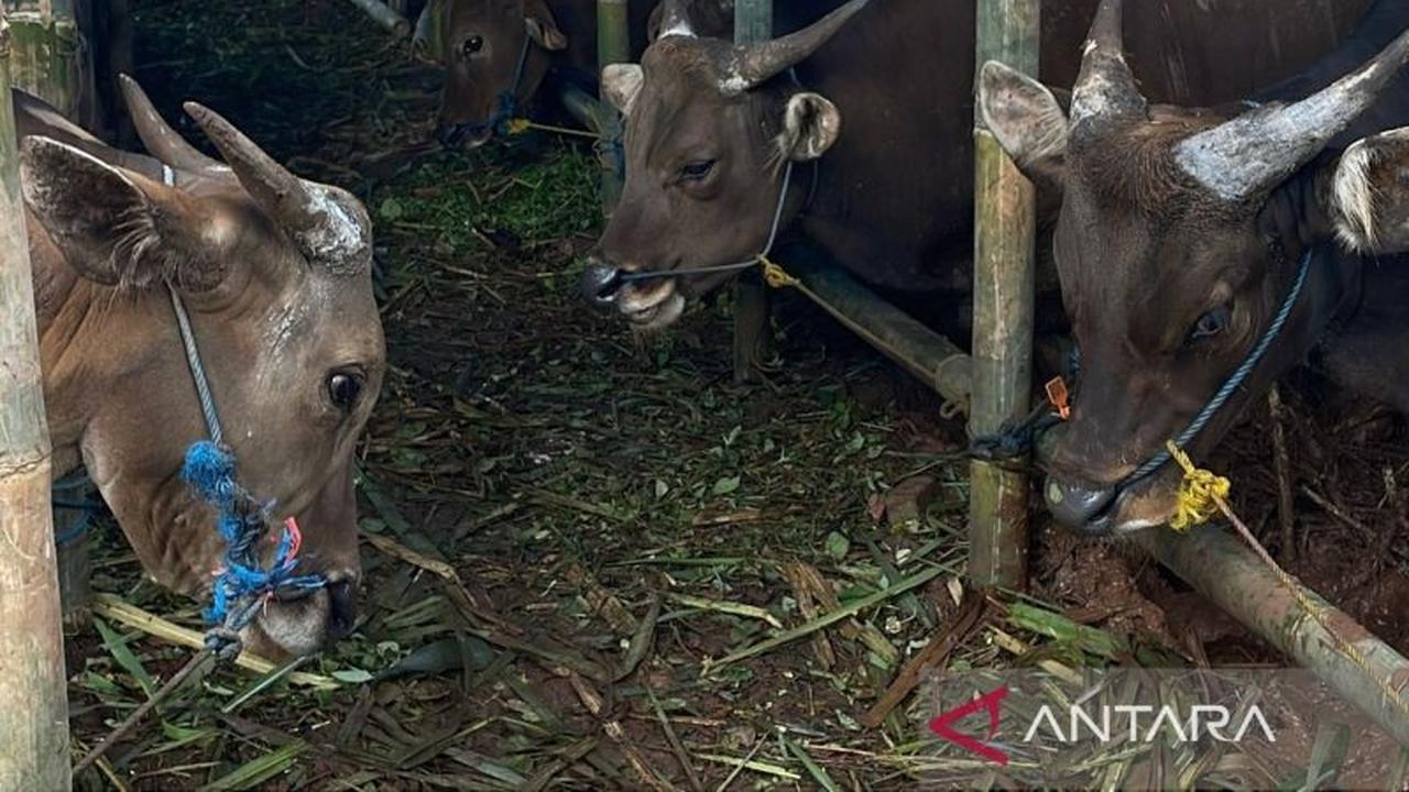 Jelang Idul Adha, Pemkot Jakbar Gencarkan Inspeksi Hewan Kurban di Penampungan