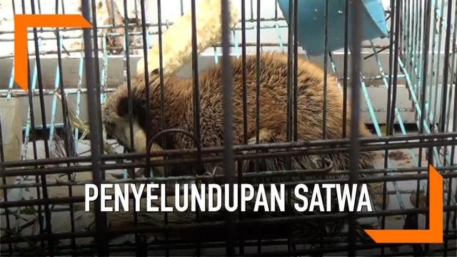 Berita Satwa Liar Hari Ini Kabar Terbaru Terkini Liputan6 Com