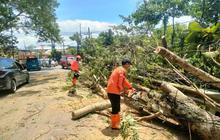 Angin Kencang Terjang Trenggalek: Satu Tewas, Dua Tower Roboh, Puluhan Rumah Rusak