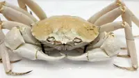 Kepiting Kristal, Dianggap Kebal COVID-19 dengan Harga Jual Rp 3 Juta Lebih