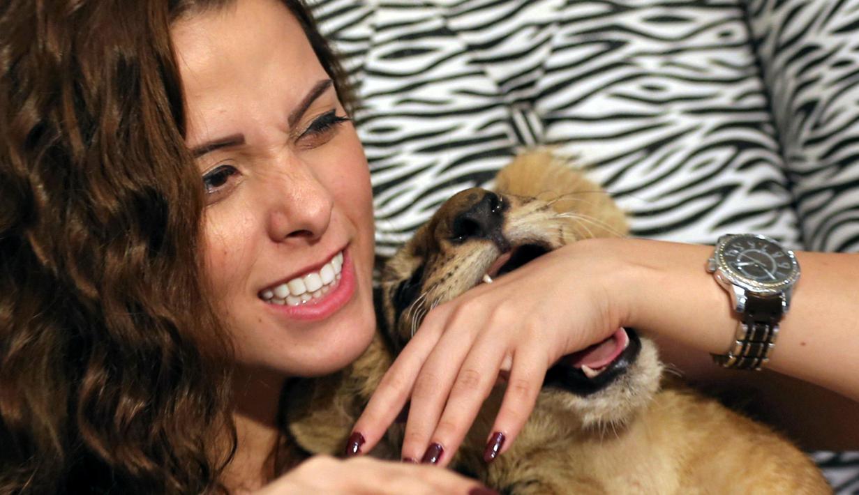 Mahasen el-Helw saat bermain dengan anak singa kesayangannya saat diwawancarai di kediamannya di Kairo, Mesir (19/10). Mahasen el-Helw adalah pelatih dan penjinak hewan buas untuk pertunjukan sirkus. (REUTERS/Mohamed Abd El Ghany)