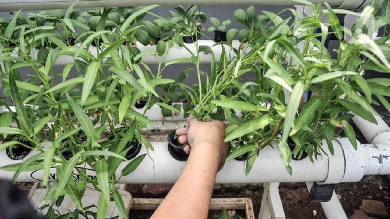 7 Cara Menanam Kangkung agar Tidak Pahit dan Cepat Panen