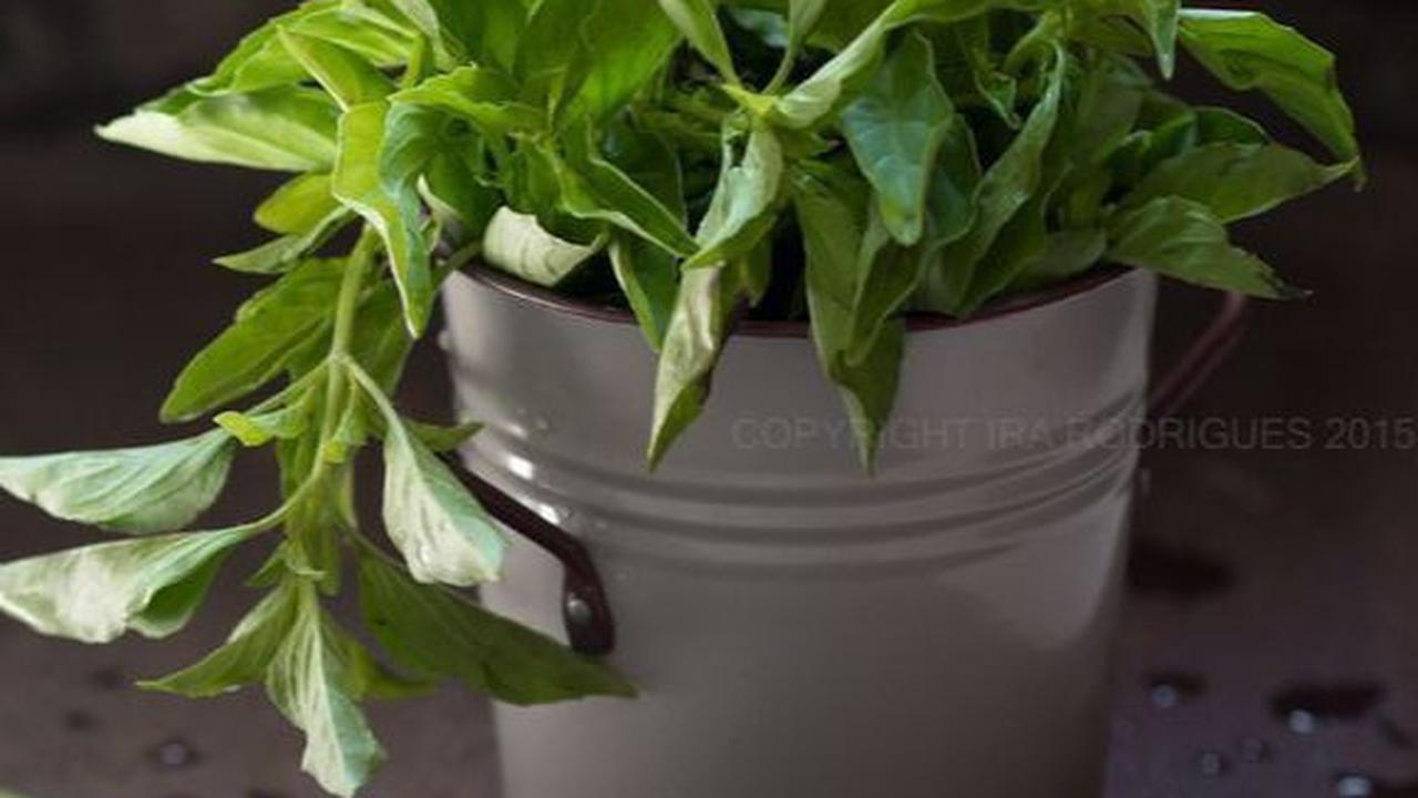 Resep Buat Rebusan Daun Kemangi yang Aromatik untuk Turunkan Asam Lambung