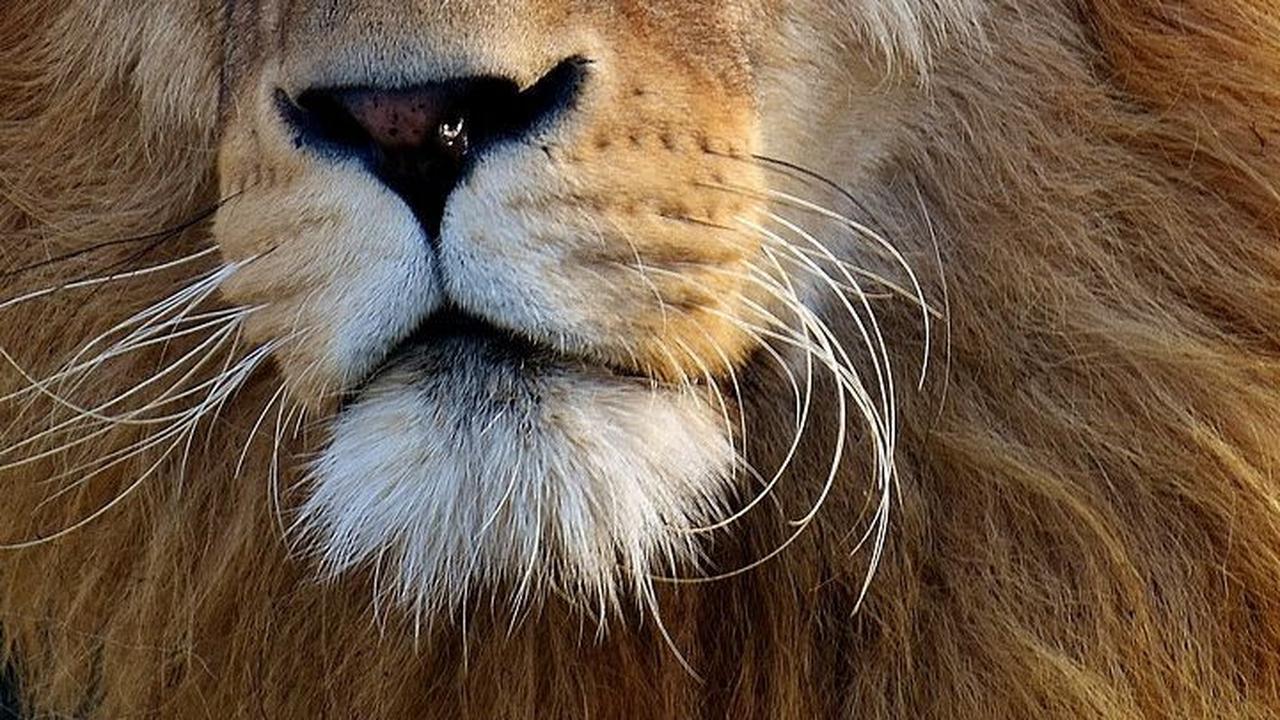 Serangan Singa Paling Mematikan di Kenya<br>