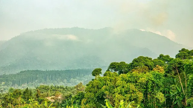 Pemandangan kawasan hijau di Sukabumi (Pexels)