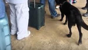 Anjing Bary saat memandang tajam satu per satu penumpang internasional yang datang di Pelabuhan Ferry Internasional Harbour Bay, Batam. (Liputan6.com/ Ajang Nurdin)