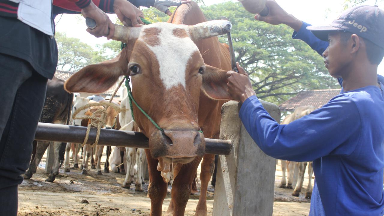 Kala Sapi-Sapi Manicure Pedicure di Salon Sapi