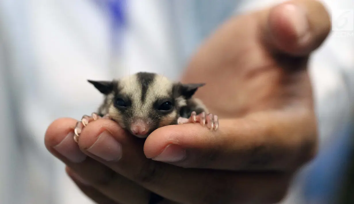 Pecinta satwa memperlihatkan Superglider saat gelaran Jakarta Indonesia Pet Show 2019 di JIExpo Kemayoran, Jakarta, Sabtu (23/2). Ajang ini merupakan pameran khusus hewan kesayangan/hobi yang pertama dihelat di Jakarta. (Liputan6.com/Helmi Fithriansyah)