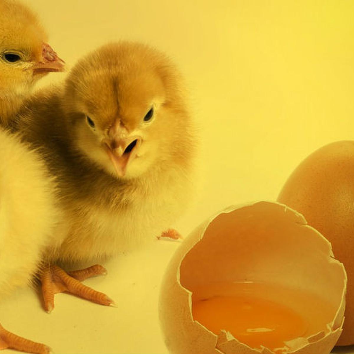 5700 Gambar Hewan Anak Ayam Gratis