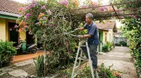 9 Tips Memangkas Bougenville agar Rambatannya Tidak Kusut dan Bertumpuk