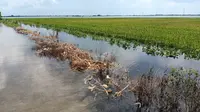 Bagi Daerah Rawan Banjir, Demi Lindungi Produksi Beras, Kementan Minta Pemprov Lampung Pakai AUTP/Istimewa.