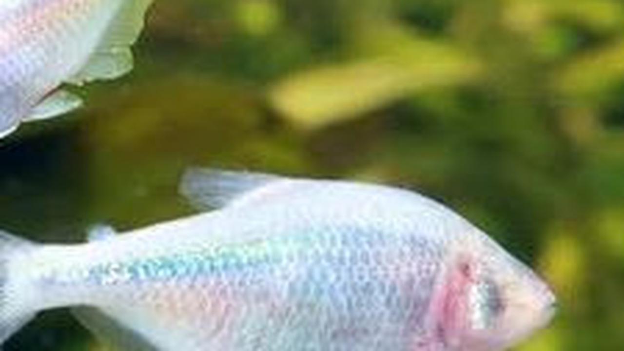 3. Tetra Meksiko<br>