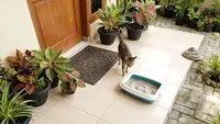 7 Cara Agar Keset Tidak Dikencingi Kucing, Rumah Bebas Bau Pesing