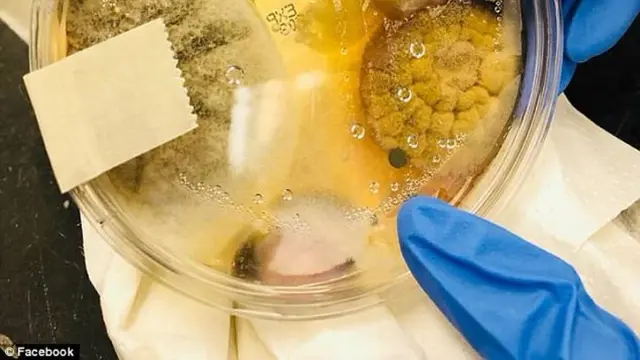 [Bintang] Jamur dan Bakteria pada Hnad Dryer