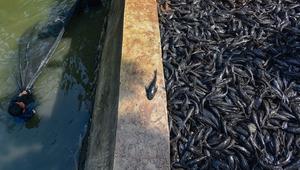 Petugas Sudin Ketahanan Pangan, Kelautan dan Pertanian Jakarta Selatan menangkap ikan sapu-sapu di kawasan Setu Babakan. (merdeka.com/Arie Basuki)