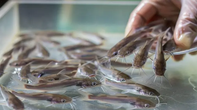cara ternak lele di gentong 25 liter