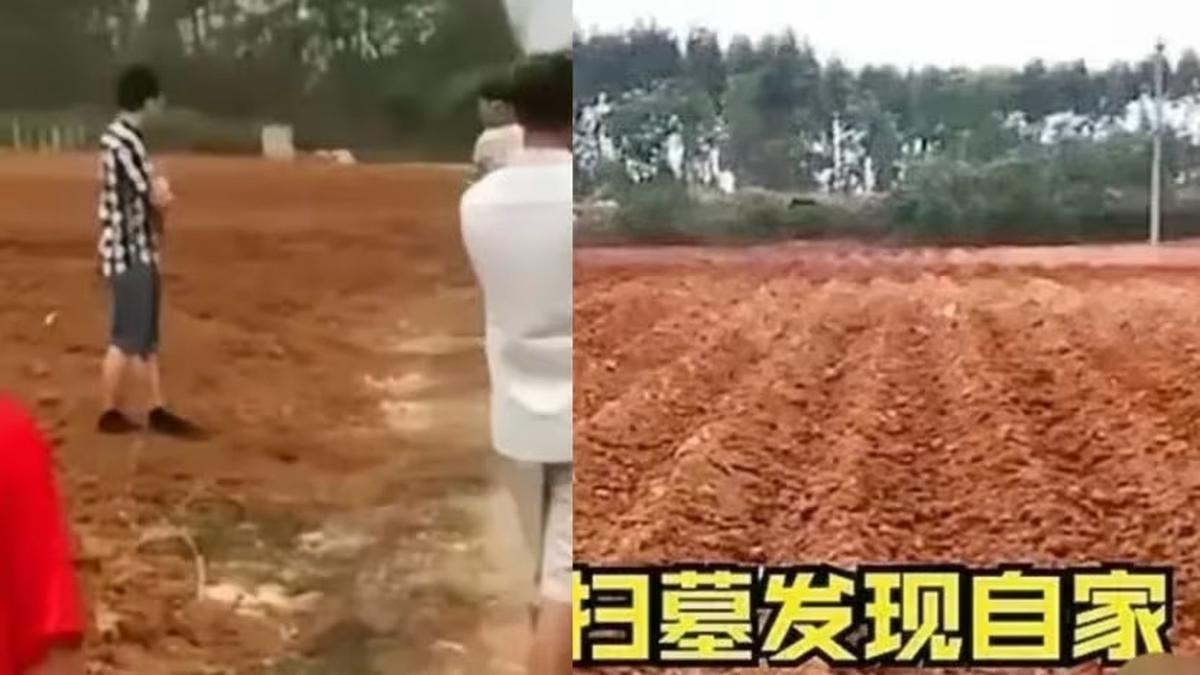 Pria di Tiongkok Kunjungi Makam Leluhur saat Qing Ming, Kaget Sudah Jadi Ladang Tebu