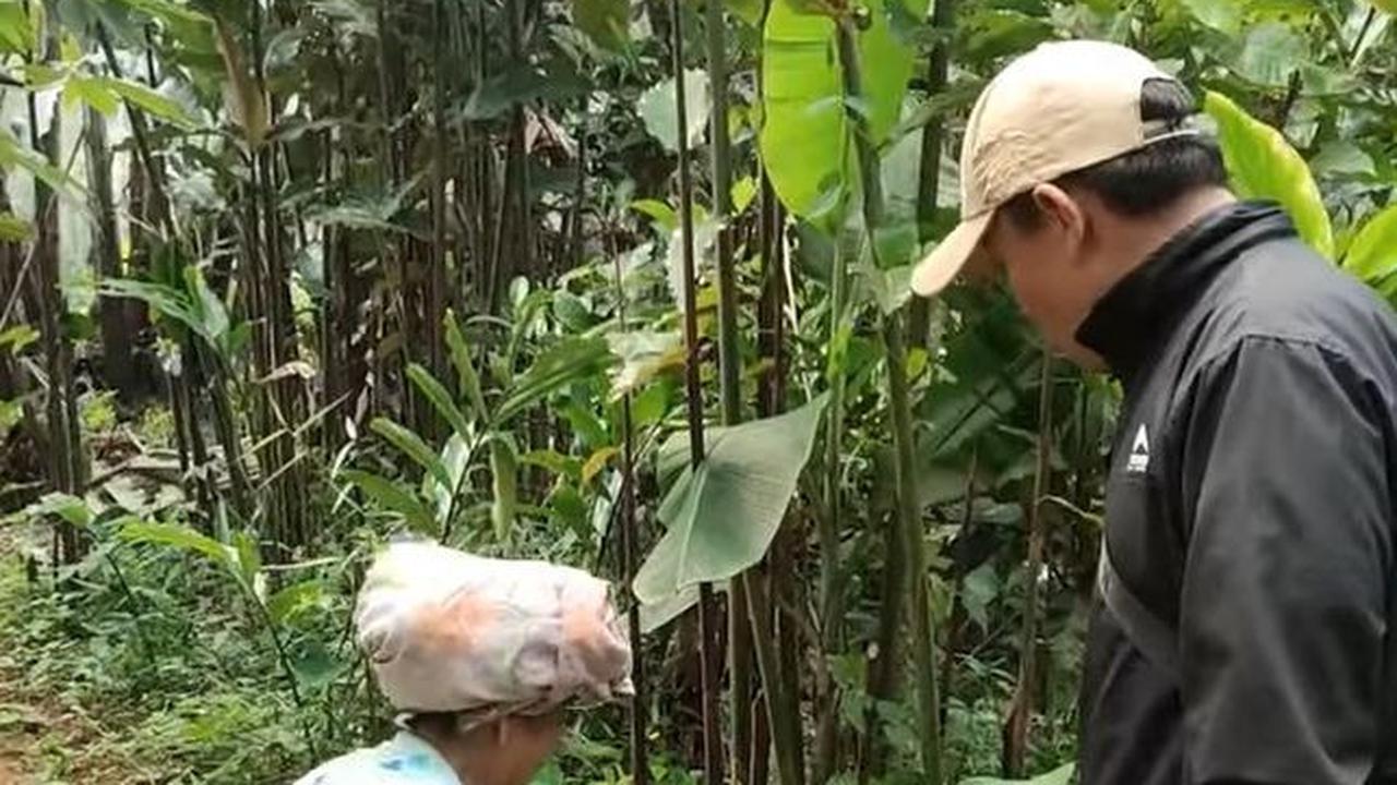 Kehidupan nenek yang disapa emak Ebah Ini, dipanggil emak oleh Eri. Dalam konten tersebut, ia terlihat sedang mengarit untuk pakan kambing.<br>"Emak Ebah sedang ambil rumput untuk pakan kambing," kata Eri sambil menunjukkan kadang kambing.  <br><br>
