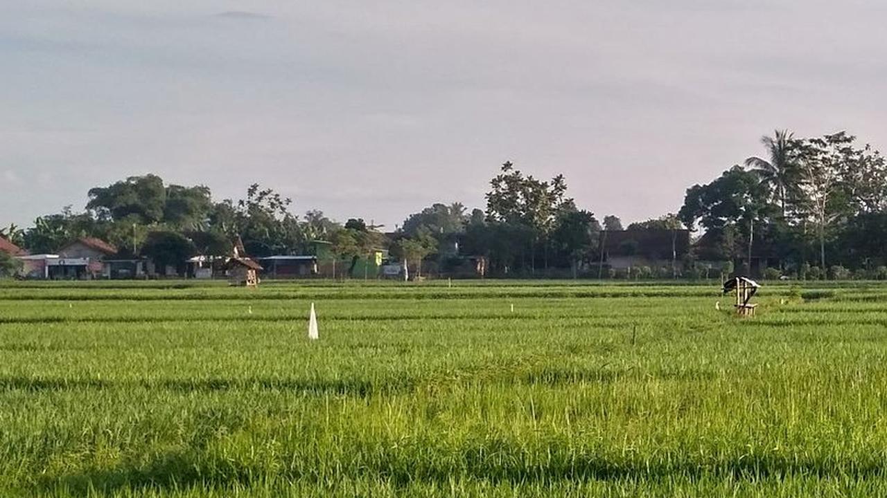 Cara Unik Pemkab Purwakarta Atasi Hama Tikus, Sebar Pasukan Burung Hantu di Persawahan