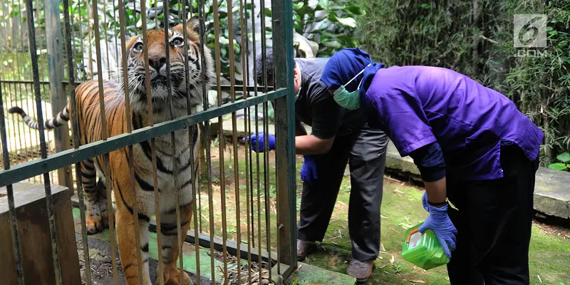 Eva Harimau Sumatera di Tempat Penampungan Sementara