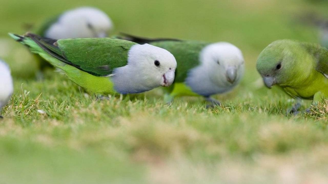 Ilustrasi burung lovebird madagaskar | pappagallinelmondo.it