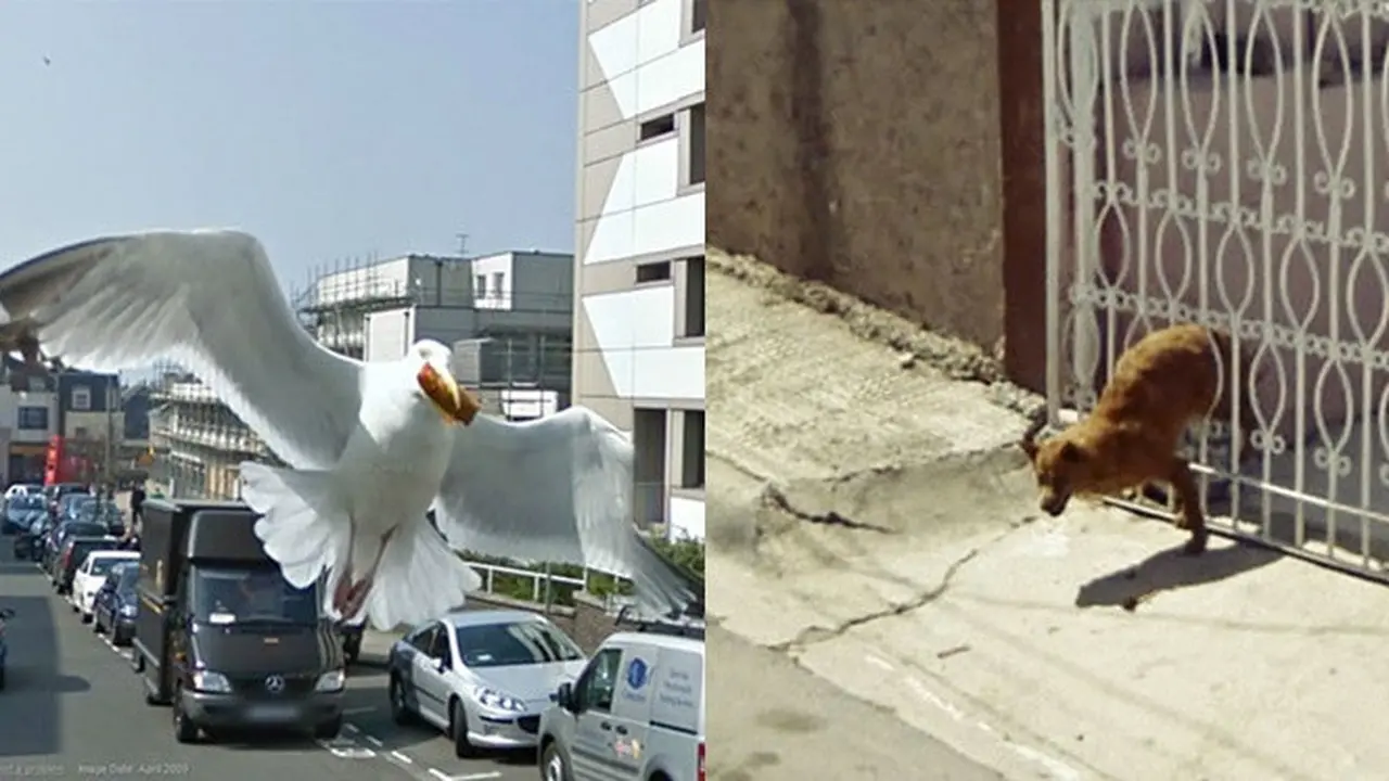 Hewan di Google Street View (Sumber:Boredpanda)