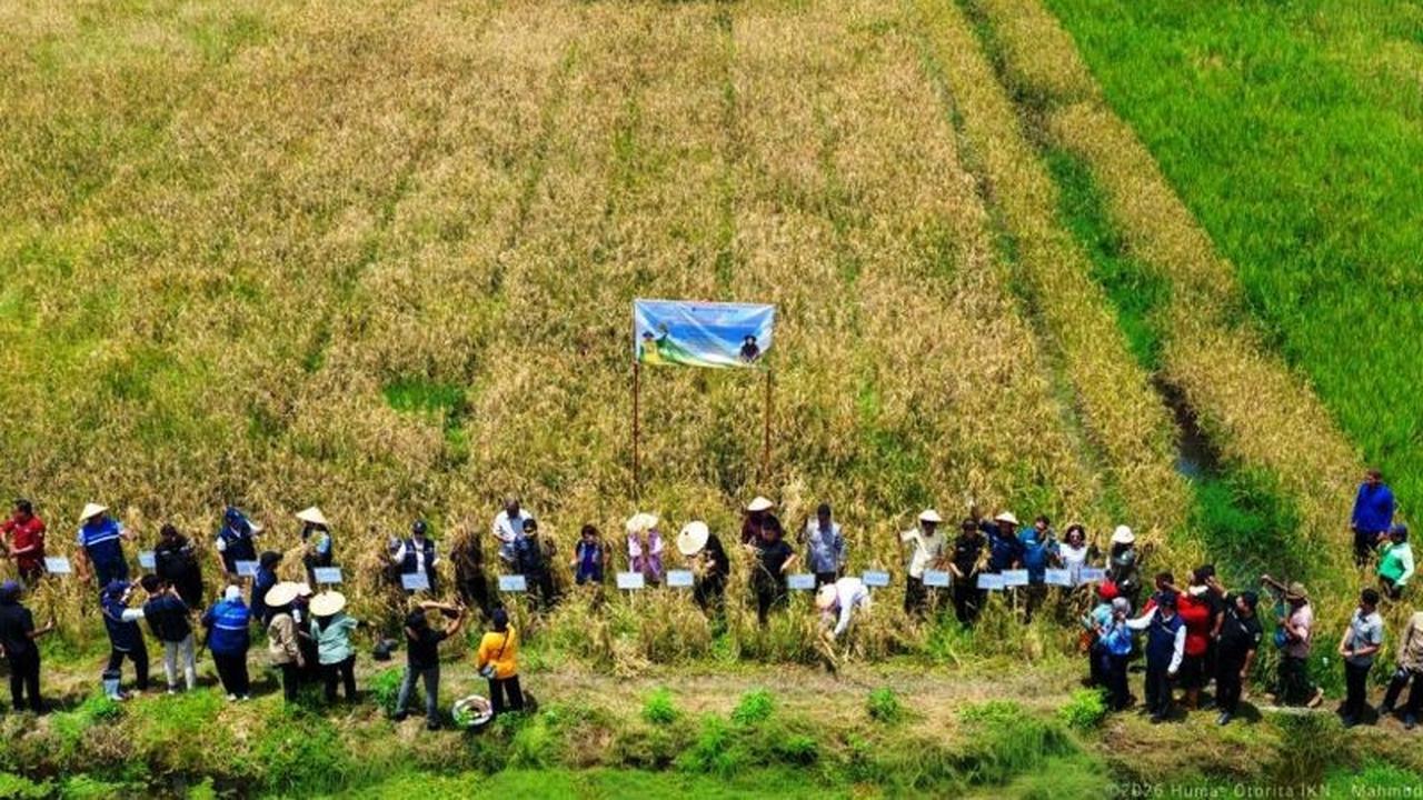 Wabup Rendi Solihin Tegaskan Kutai Kartanegara Lumbung Pangan Kaltim, Pasok 50 Persen Beras Regional
