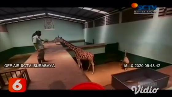 VIDEO: Lahir Ketika Pandemi, Bayi Jerapah Diberi Nama Corona di Taman Safari Prigen