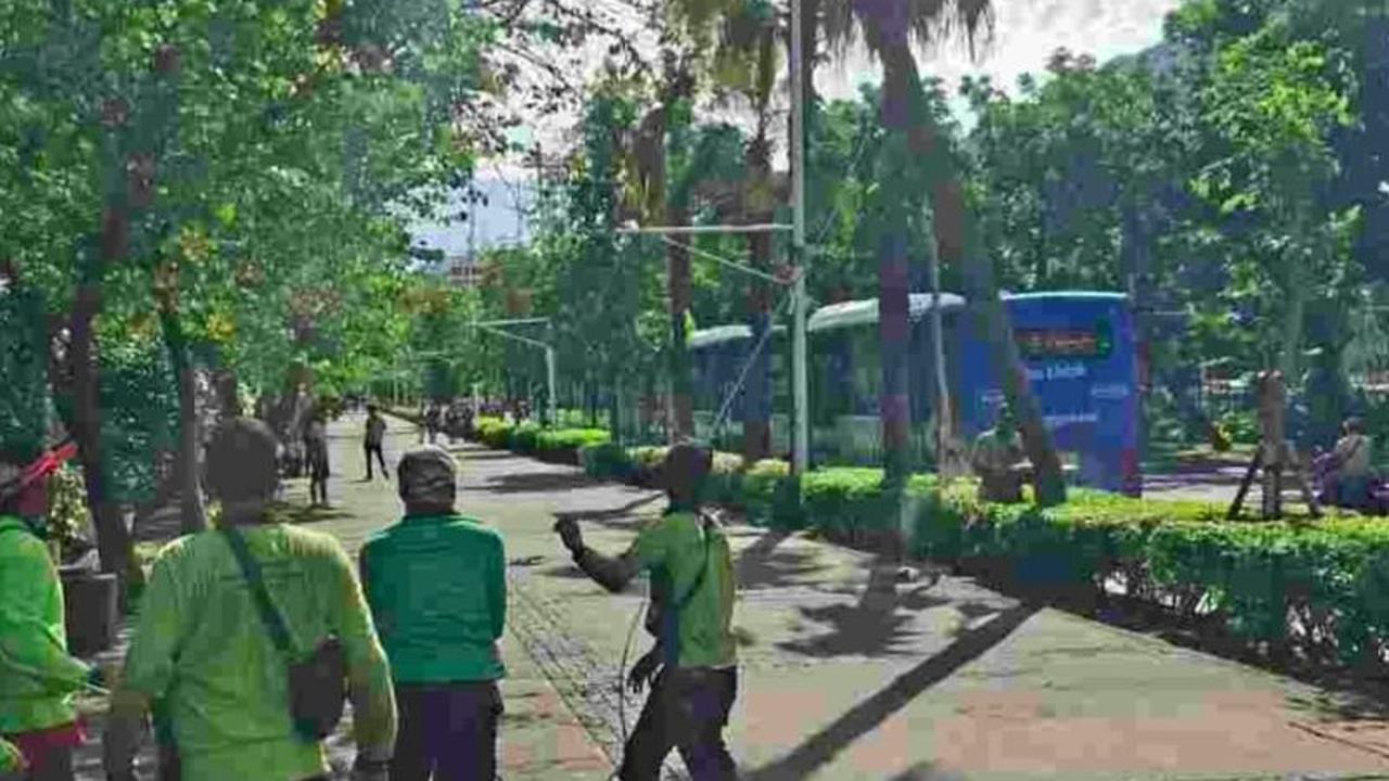 Antisipasi Cuaca Buruk, Pemprov DKI Gencarkan Peremajaan Pohon Jakarta untuk Cegah Pohon Tumbang