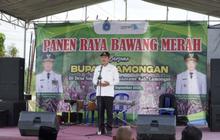Tahukah Anda? Bawang Merah Lamongan Kini Jadi Andalan Baru Ketahanan Pangan Daerah