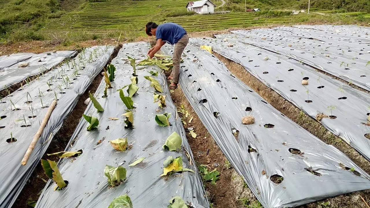 Pemuda adat Amboan sedang menanam sayuran di Kecamatan Rongkong, Kabupaten Luwu Utara, Provinsi Sulawesi Selatan (Dok. AMAN)
